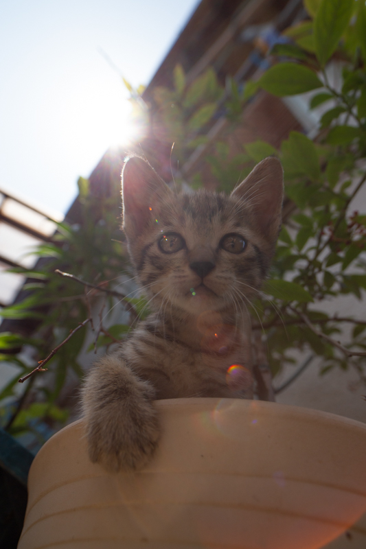 f:id:fubirai:20200704161137j:image