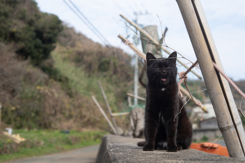 f:id:fubirai:20200913113132j:image