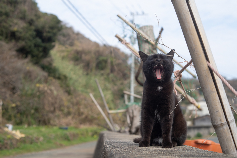f:id:fubirai:20200913113139j:image