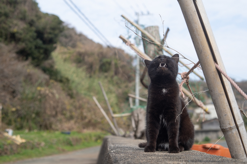 f:id:fubirai:20200913113157j:image