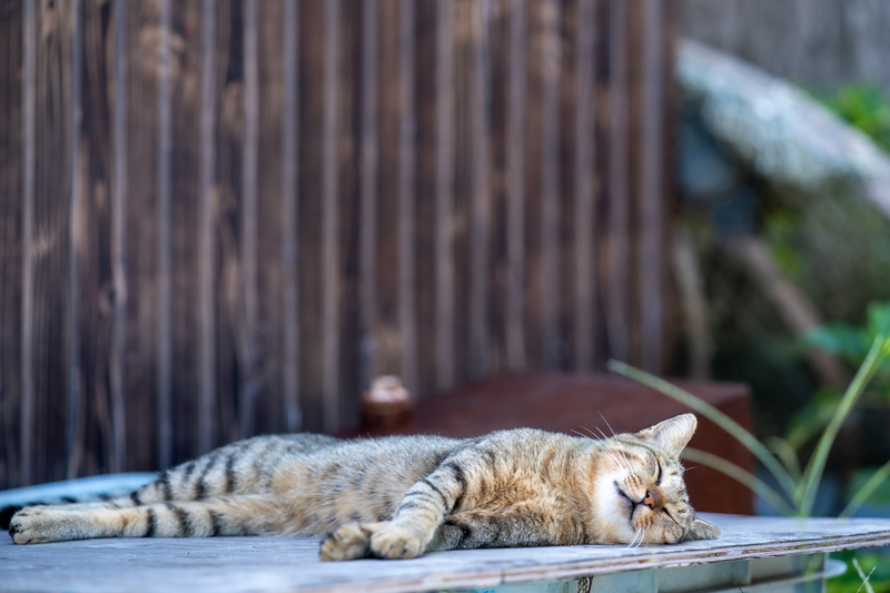 f:id:fubirai:20201011234751j:image
