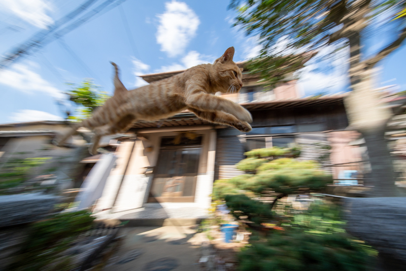 f:id:fubirai:20201015234129j:image
