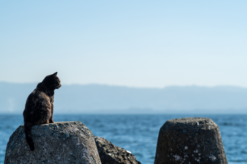 f:id:fubirai:20201102230210j:image