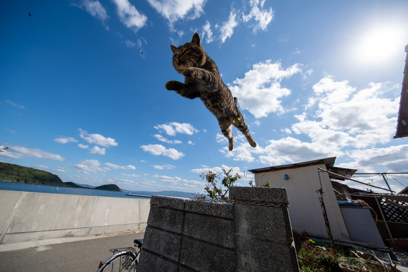 f:id:fubirai:20201110232120j:image