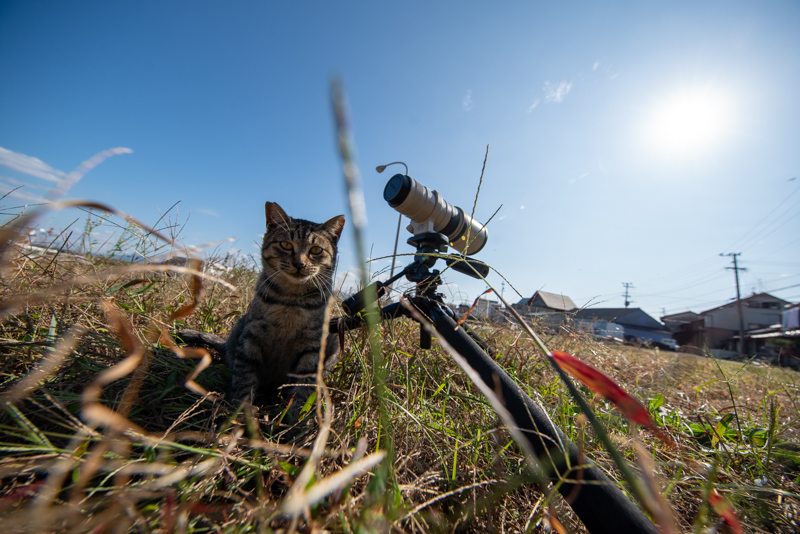 f:id:fubirai:20201124234623j:image