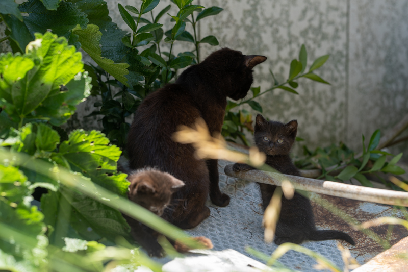f:id:fubirai:20210130232748j:image
