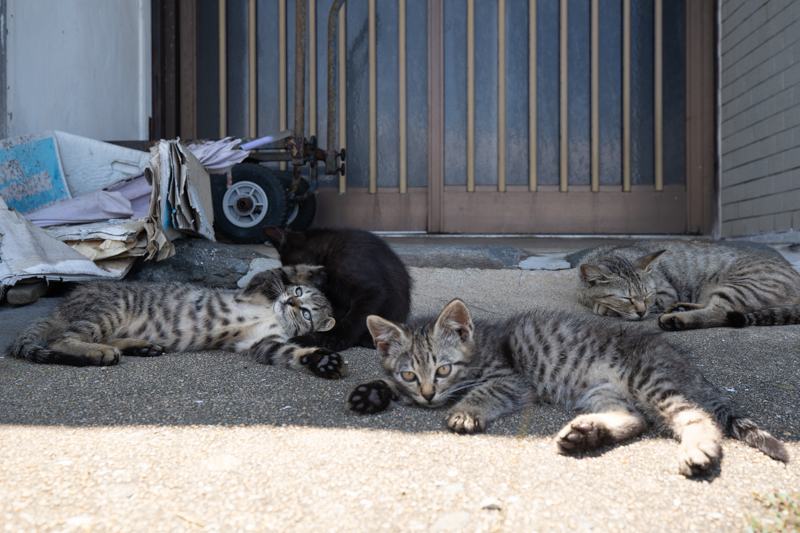 f:id:fubirai:20210211223255j:image