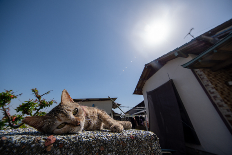 f:id:fubirai:20210505225255j:image