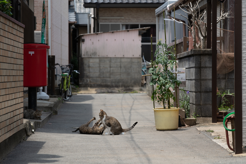 f:id:fubirai:20210703235442j:image