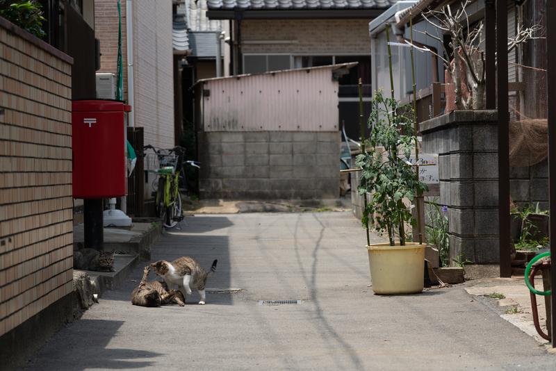 f:id:fubirai:20210703235517j:image