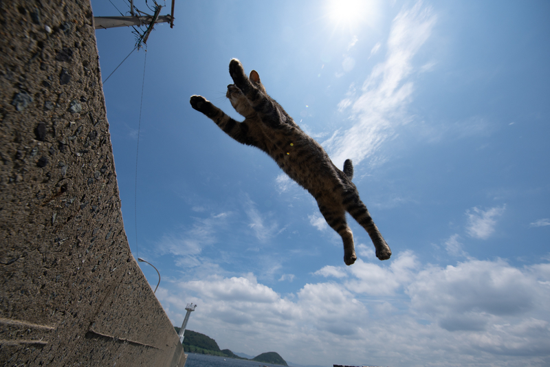 f:id:fubirai:20210707225753j:image