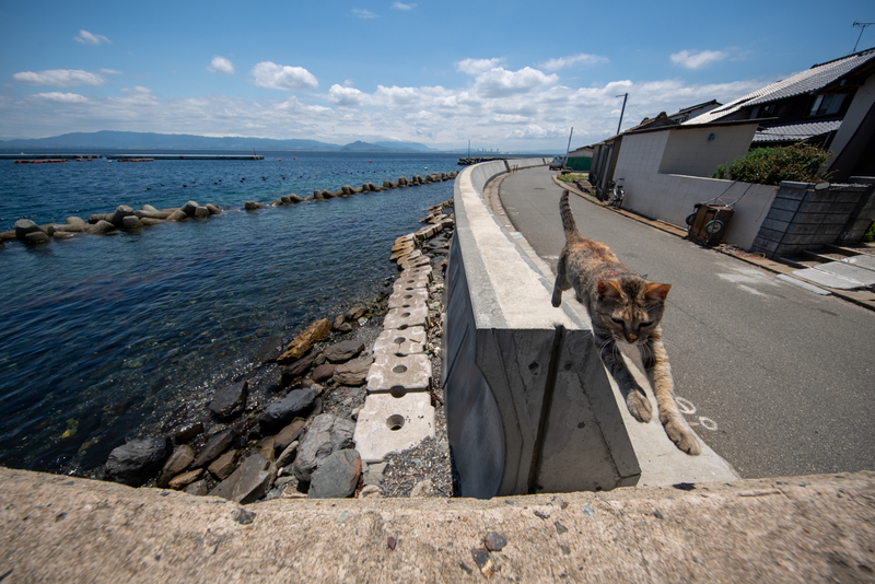 f:id:fubirai:20210713232529j:image