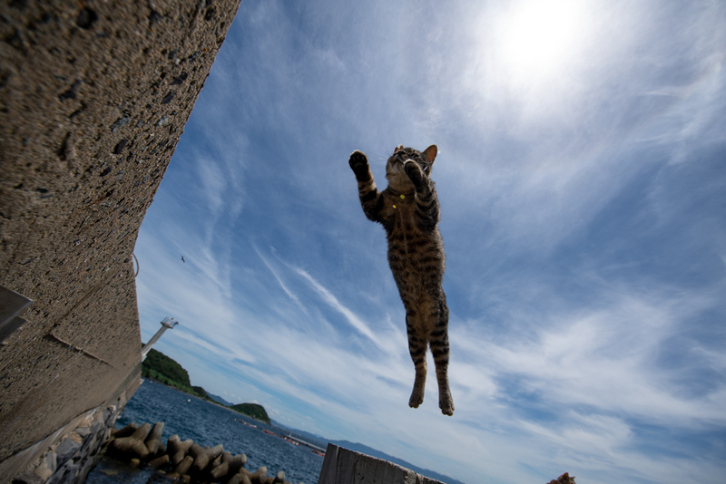 f:id:fubirai:20210729232050j:image