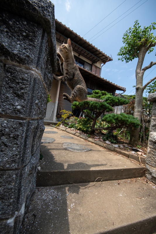 f:id:fubirai:20210824015744j:image