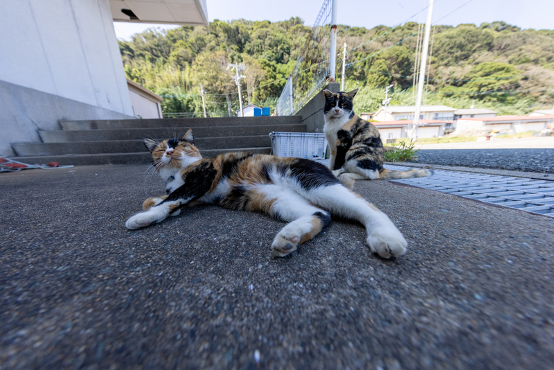 f:id:fubirai:20211011224215j:image