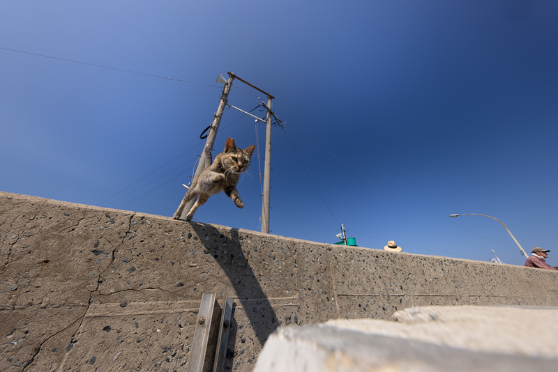 f:id:fubirai:20211013225618j:image