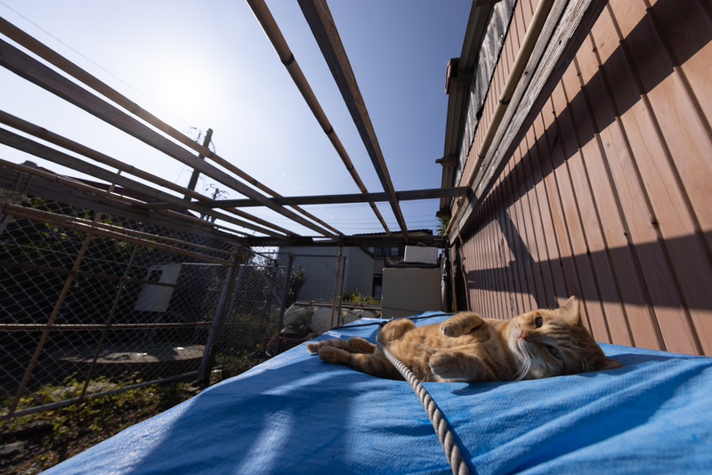 f:id:fubirai:20211114220153j:image