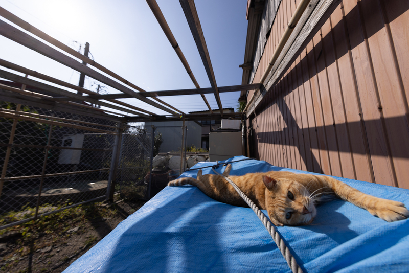 f:id:fubirai:20211114220205j:image