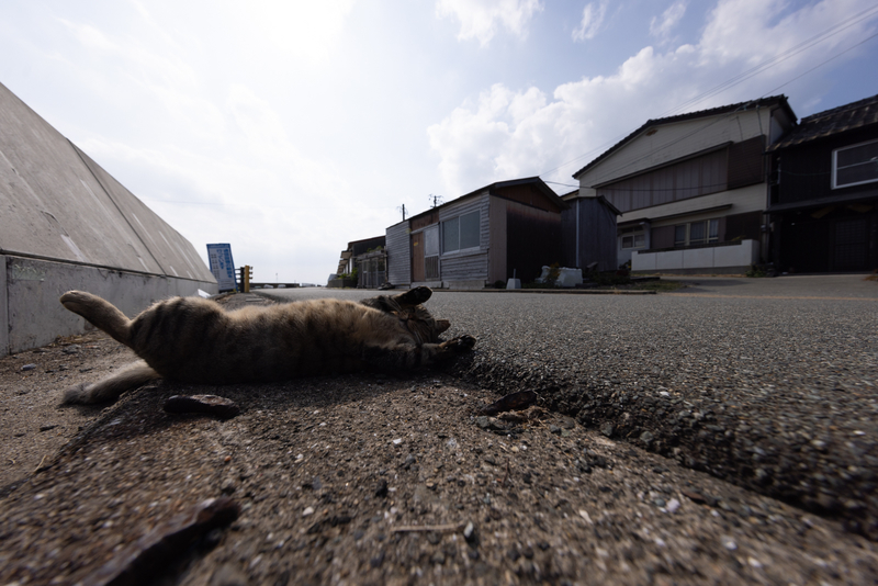 f:id:fubirai:20211121002055j:image