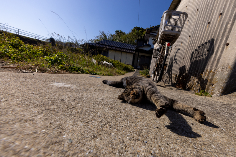 f:id:fubirai:20211122230558j:image