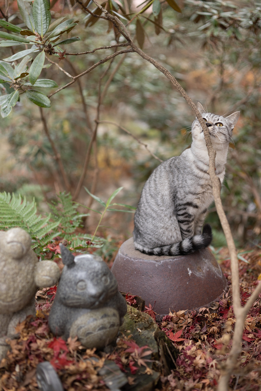 f:id:fubirai:20211215001950j:image