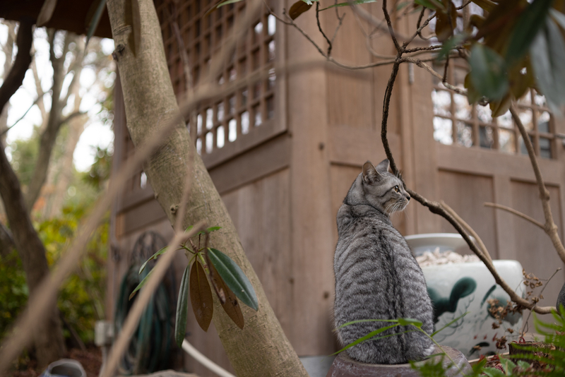 f:id:fubirai:20211215002001j:image
