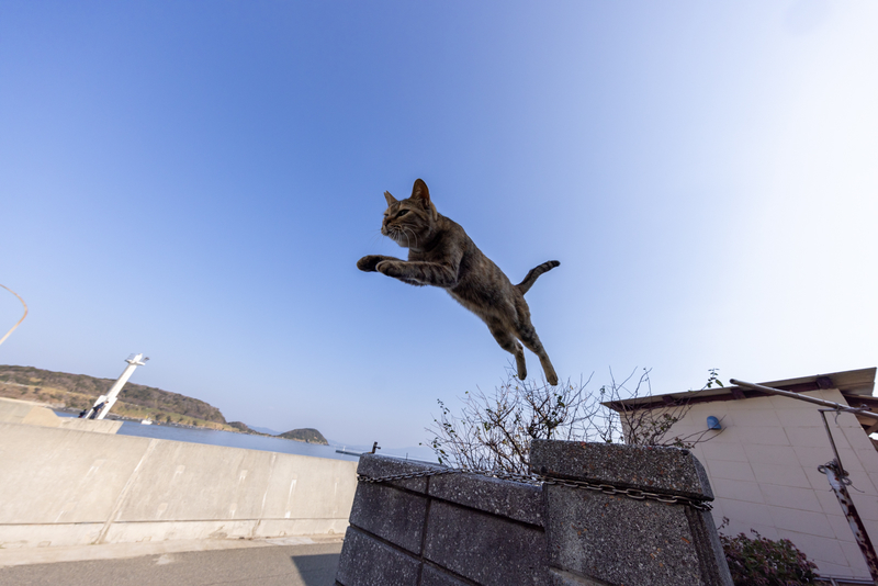f:id:fubirai:20220105225129j:image