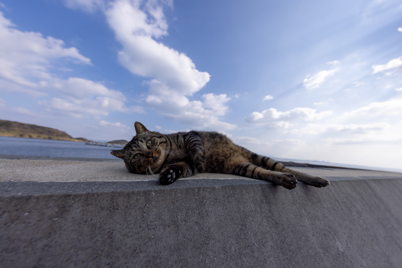 f:id:fubirai:20220202223412j:image