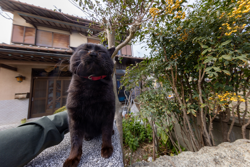 f:id:fubirai:20220209204623j:image