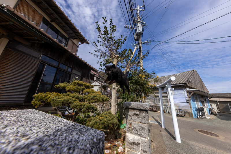 f:id:fubirai:20220211222715j:image