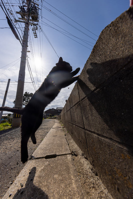 f:id:fubirai:20220226002531j:image