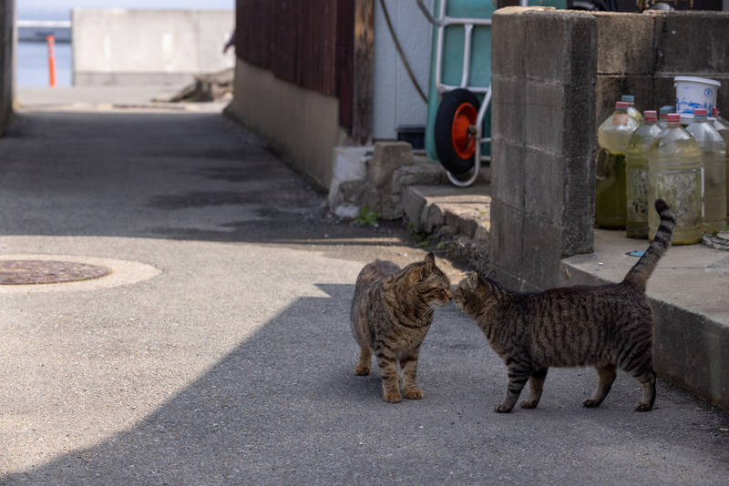 f:id:fubirai:20220330222848j:image