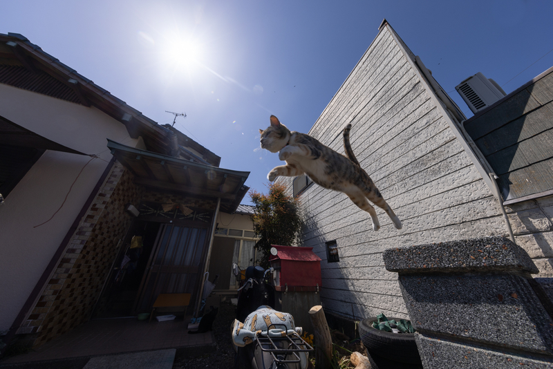 f:id:fubirai:20220405223122j:image