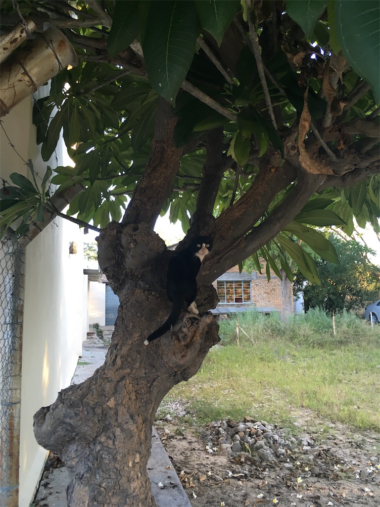 f:id:fuca-0211:20180412044800j:image