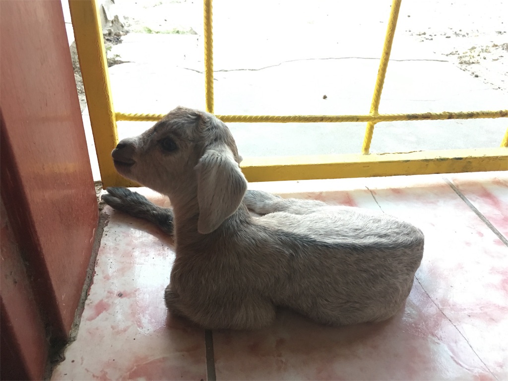 f:id:fuca-0211:20181001041301j:image