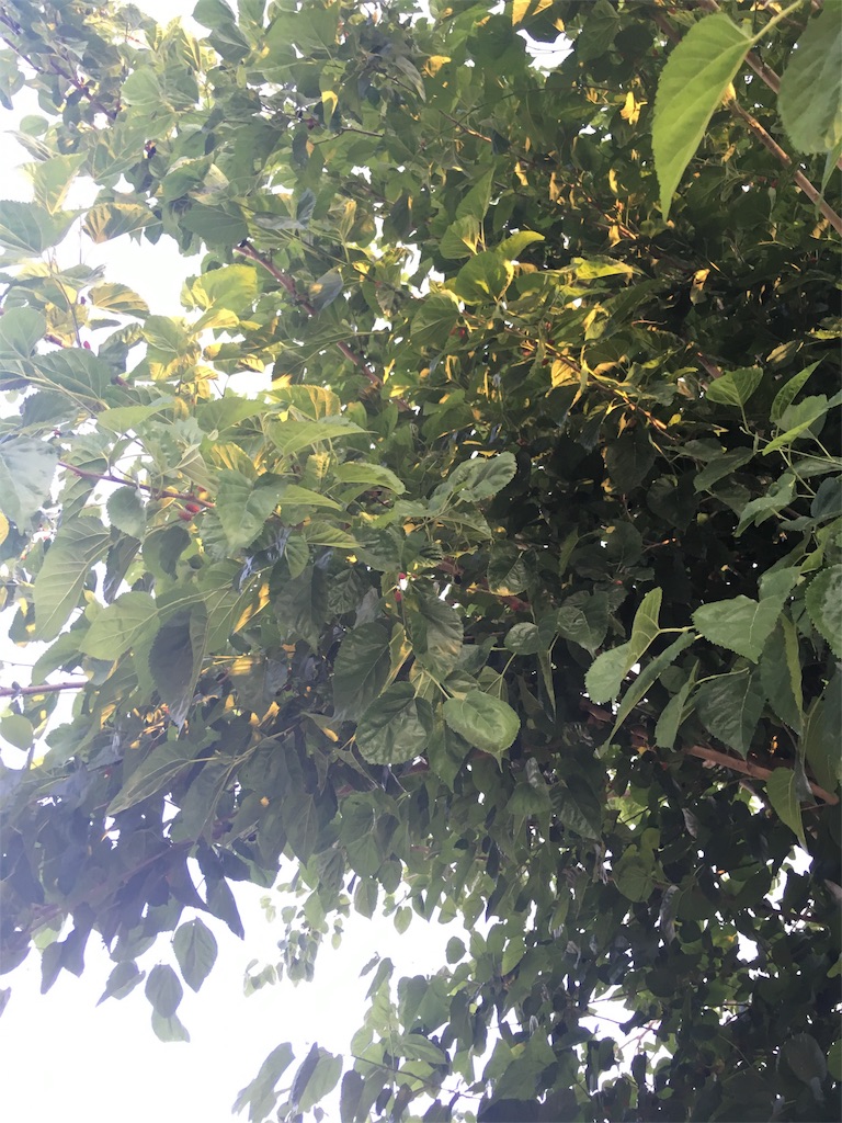 f:id:fuca-0211:20181012052324j:image