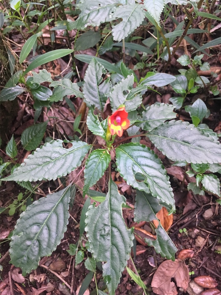 f:id:fuca-0211:20190114044551j:image