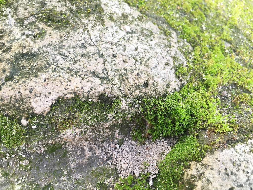 f:id:fuca-0211:20190130050329j:image