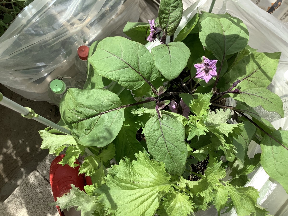 茄子の花咲く Fuchan19 S Blog