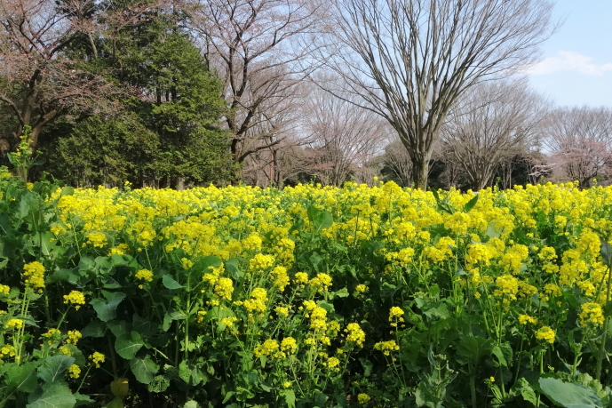 イメージ 7
