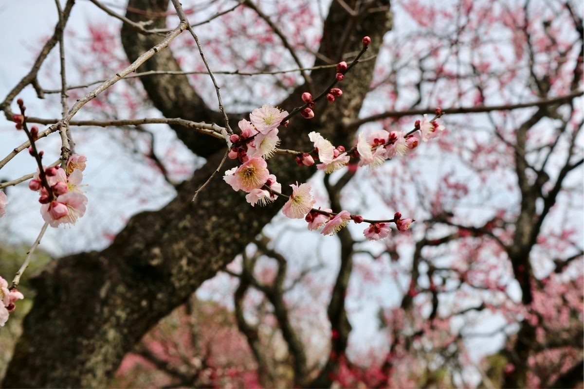 f:id:fuchanp4:20200302213006j:plain f:id:fuchanp4:20200302213006j:plain