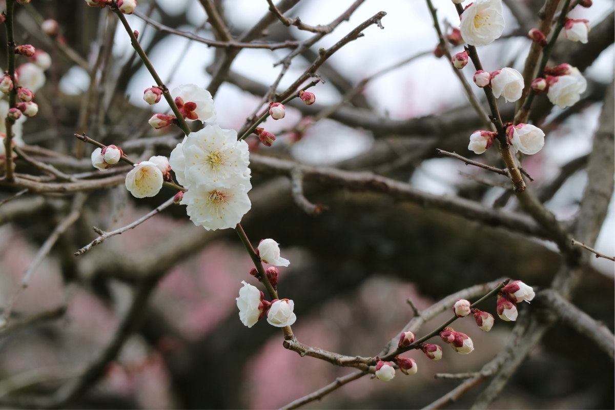f:id:fuchanp4:20200302213848j:plain f:id:fuchanp4:20200302213848j:plain