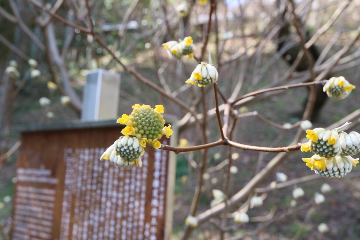 f:id:fuchanp4:20200302220222j:plain f:id:fuchanp4:20200302220222j:plain
