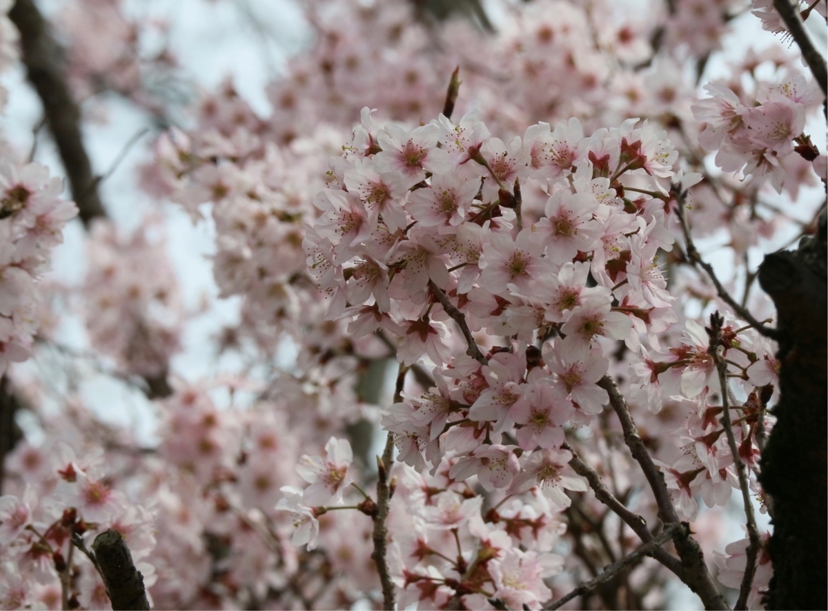f:id:fuchanp4:20200319212925j:plain f:id:fuchanp4:20200319212925j:plain
