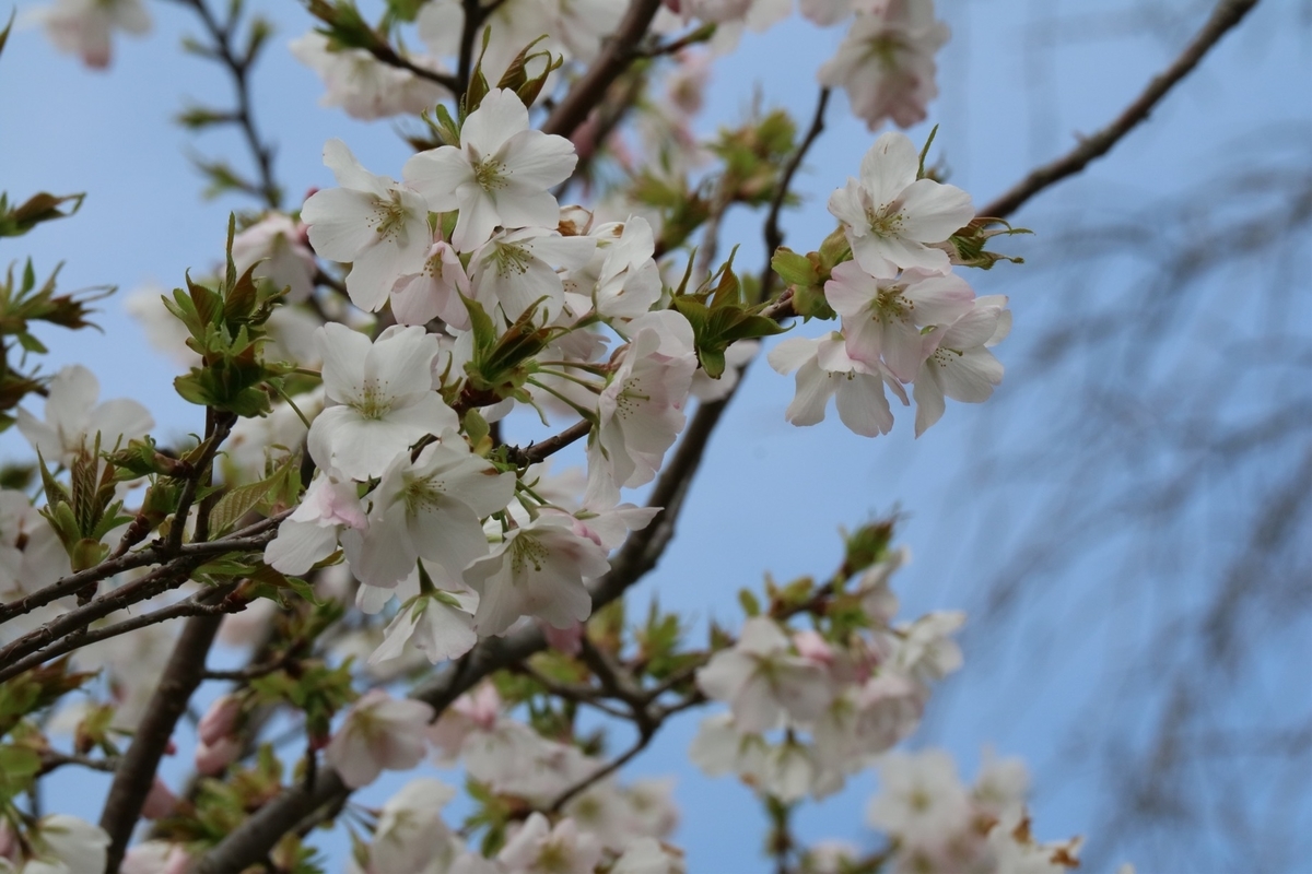 f:id:fuchanp4:20200319213013j:plain f:id:fuchanp4:20200319213013j:plain