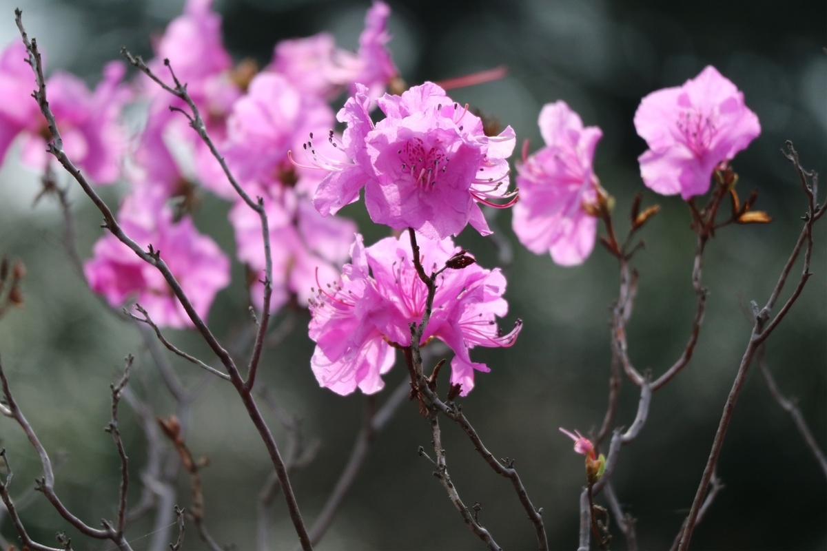 f:id:fuchanp4:20200319214058j:plain f:id:fuchanp4:20200319214058j:plain