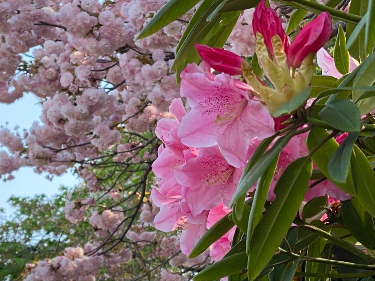 f:id:fuchanp4:20200409172849j:plain f:id:fuchanp4:20200409172849j:plain