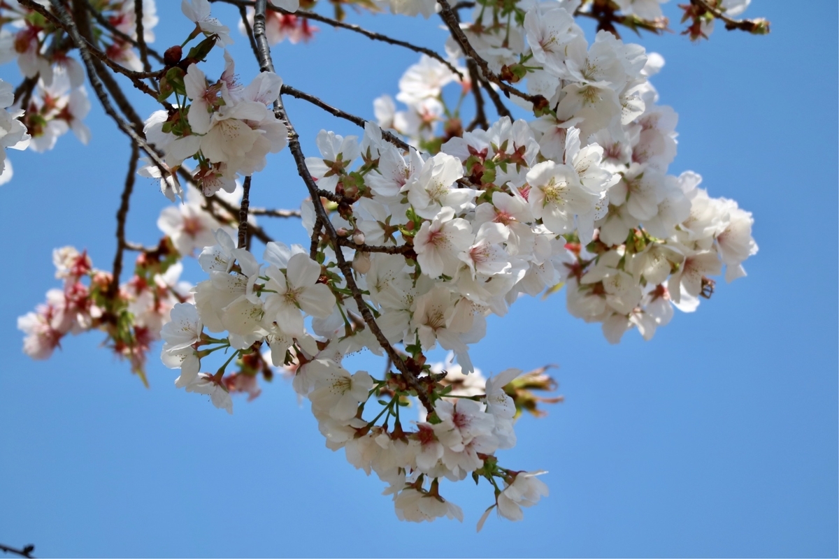 f:id:fuchanp4:20200409173505j:plain f:id:fuchanp4:20200409173505j:plain