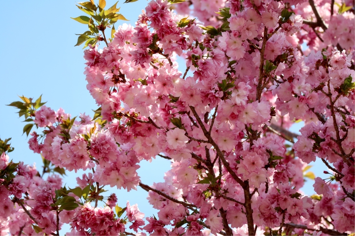 f:id:fuchanp4:20200409173546j:plain f:id:fuchanp4:20200409173546j:plain