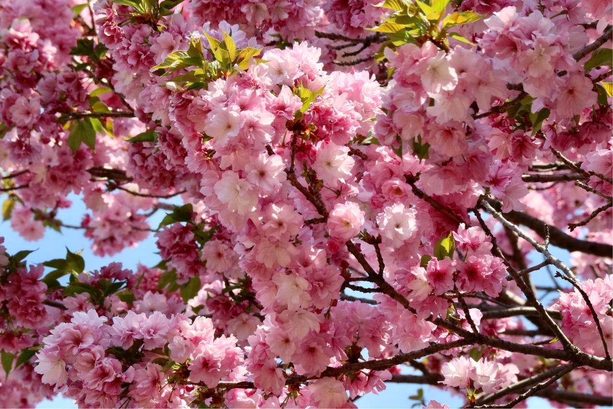 f:id:fuchanp4:20200409173603j:plain f:id:fuchanp4:20200409173603j:plain